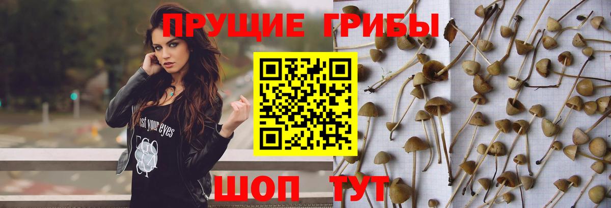 Павлово  Псилоцибиновые грибы GOLDEN TEACHER  Вход с VPN 